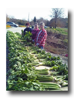 Celery Harvest at Calvert Farm